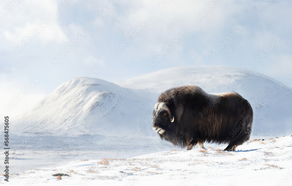Close up of a Musk Ox in Dovrefjell mountains in winter - obrazy, fototapety, plakaty 