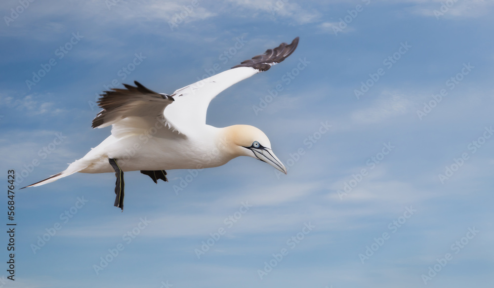Northern gannet in flight against blue sky Northern gannet in flight against blue sky