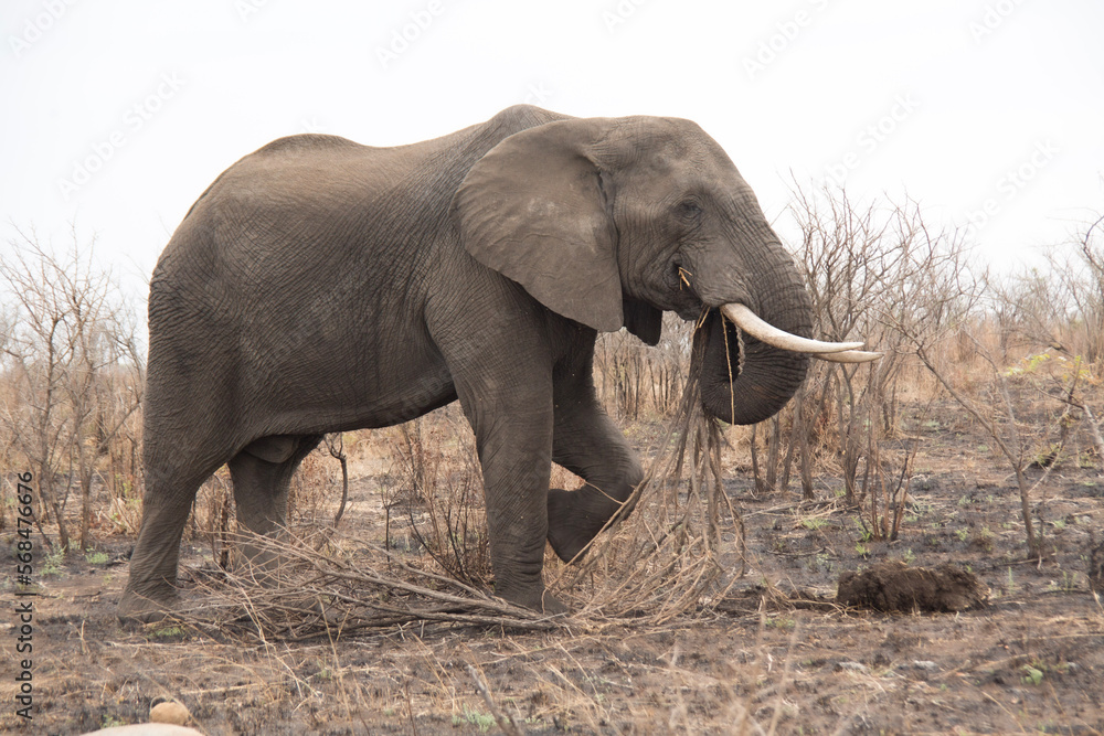 Obraz premium African Elephant, Kruger National Park, South Africa