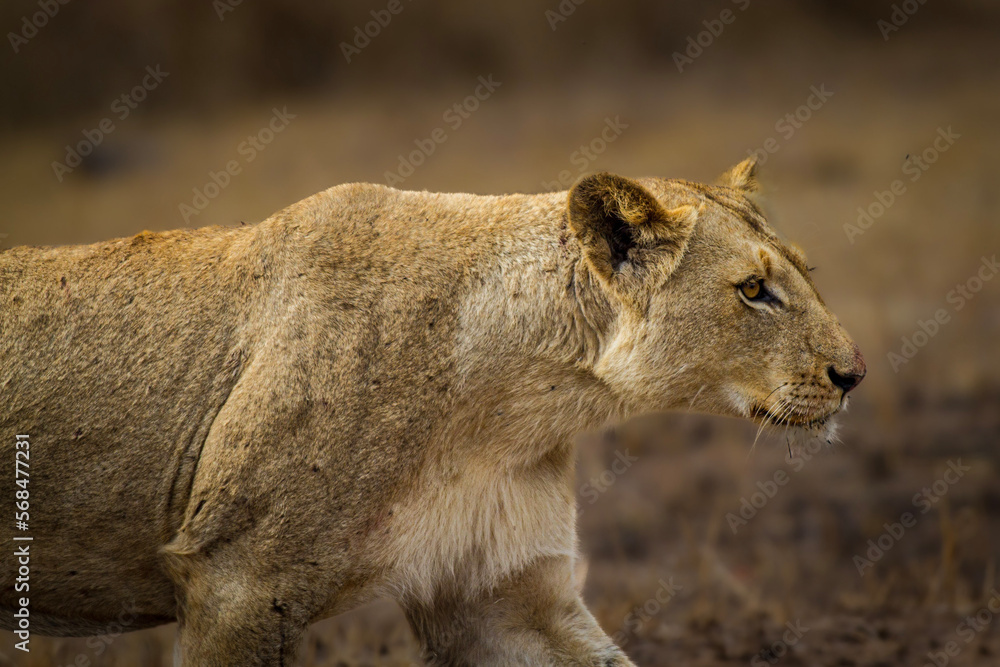 Fototapeta premium lioness,