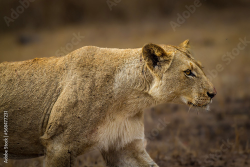 lioness,