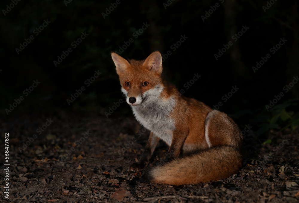 Fototapeta premium Close up of a Red fox in a forest at night
