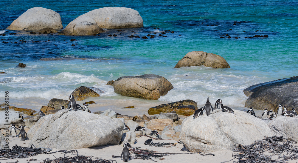 Fototapeta premium African penguins at Boulders Beach in Simons Town South Africa