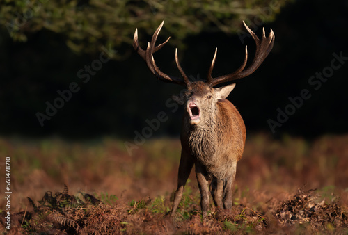 Red deer calling during the rut in autumn