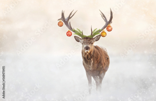 Close up of a Red deer stag with Christmas baubles in winter