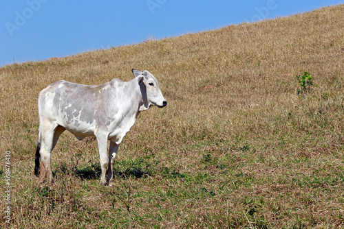 Fototapeta Naklejka Na Ścianę i Meble -  Cattle in the pasture, in countryside of Brazil