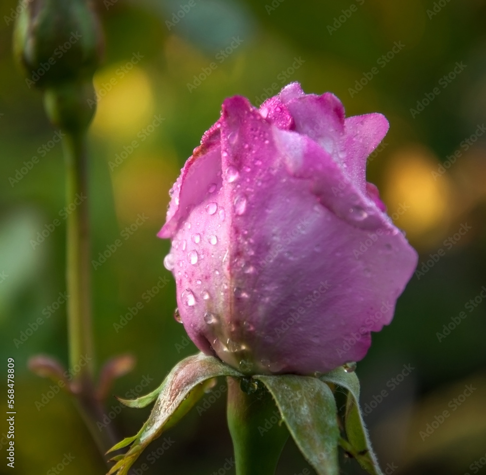 Rose, rose hips (Rosa L.) - genus and cultural form of plants of the rose family (wild plants - see Rose hips), shrubs up to 2 meters high. Rose, rose hips (Rosa L.) - genus and cultural form of plants of the rose family (wild plants - see Rose hips), shrubs up to 2 meters high.