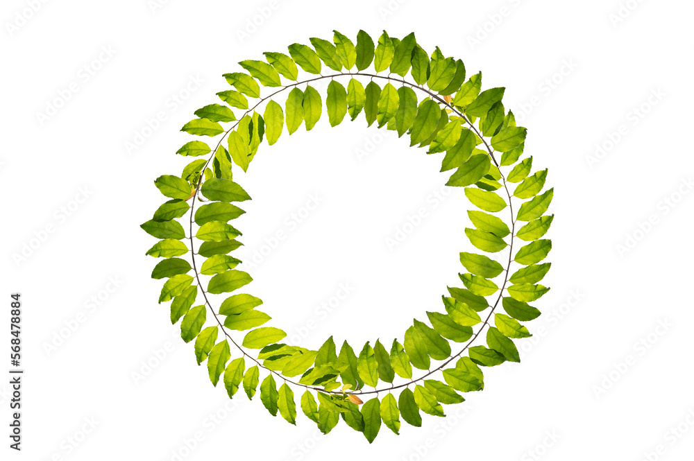 leaf vine circle Isolate on transparent background PNG file Stock Photo ...