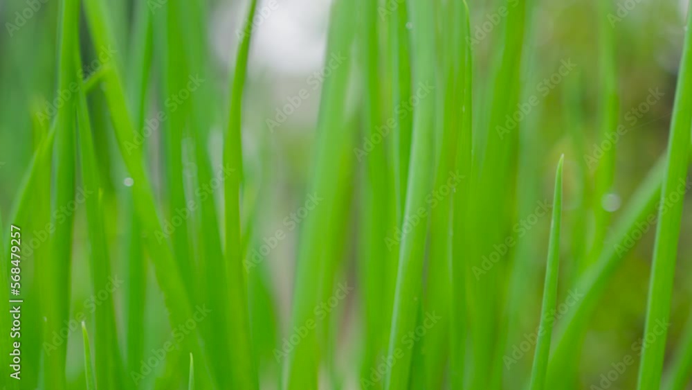 Closeup green grass slow movement Handheld shot motion blur background High quality footage (4K ProRes 422HQ) Closeup green grass slow movement Handheld shot motion blur background High quality footage (4K ProRes 422HQ)