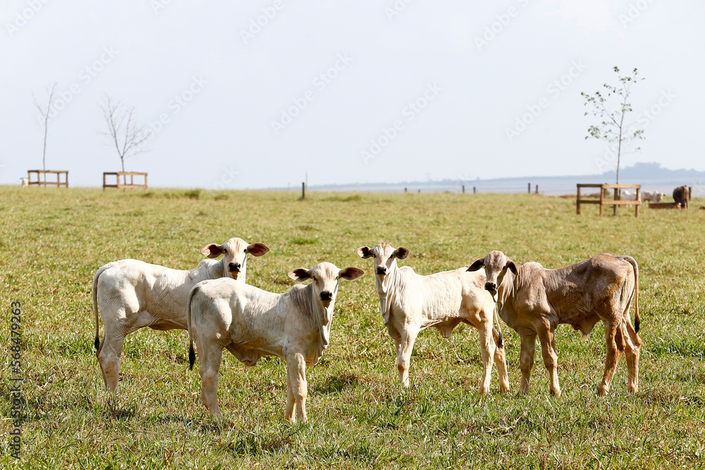 Nelore calfs cattle in green pasture. Countryside of Brazil
