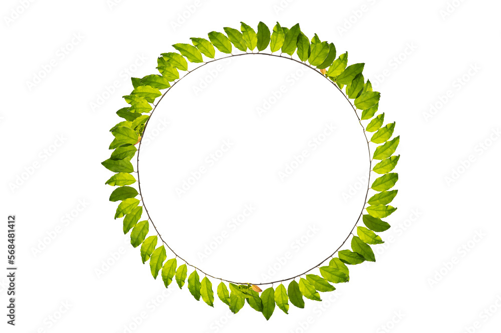 leaf vine circle isolates on a white background leaf vine circle isolates on a white background