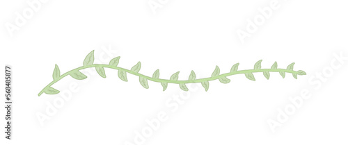 Vine