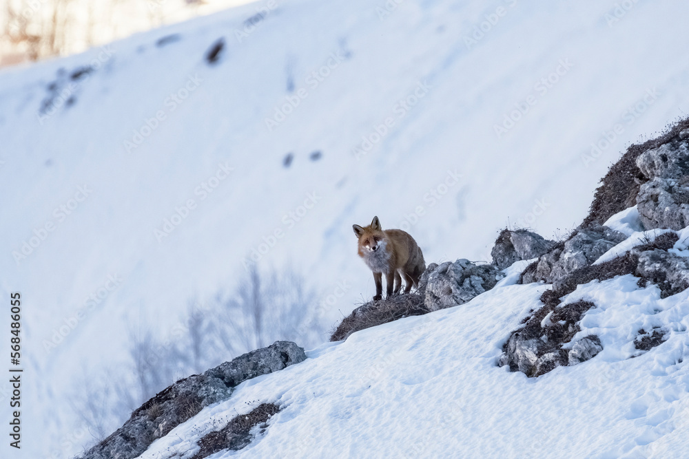 Red fox (Vulpes vulpes) in its habitat on winter with white alpine slopes in the background, Italian Alps. January