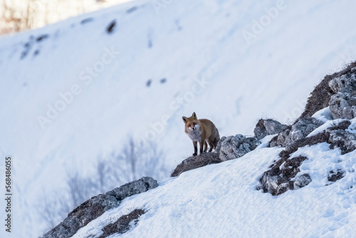 Obraz na płótnie Red fox (Vulpes vulpes) in its habitat on winter with white alpine slopes in the background, Italian Alps. January w salonie