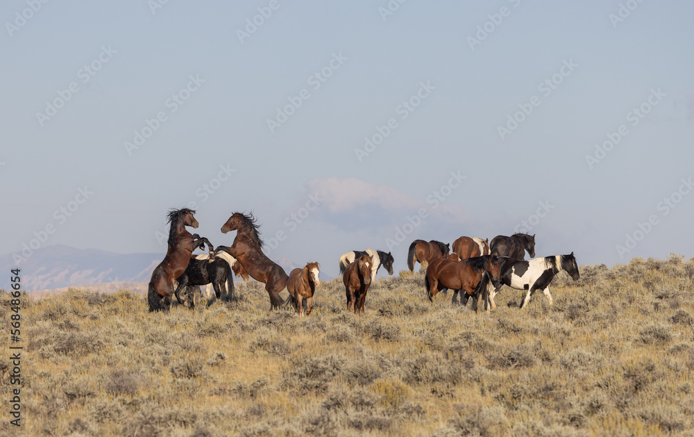 Wild Horses in Autumn in the Wyoming Desert