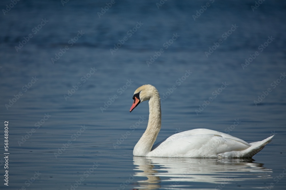 Mute swan swimming in sea in summer, Käärmesaari, Espoo, Finland. Mute swan swimming in sea in summer, Käärmesaari, Espoo, Finland.