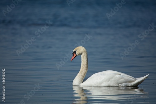 Mute swan swimming in sea in summer  K    rmesaari  Espoo  Finland.