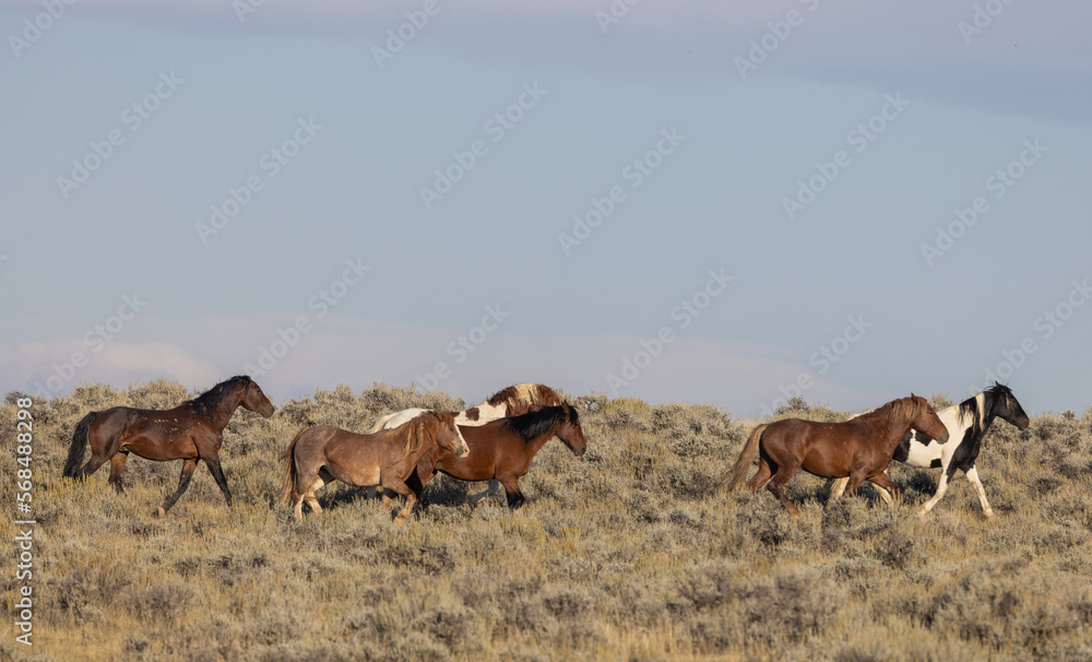 Fototapeta premium Wild Horses in Autumn in the Wyoming Desert