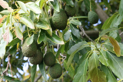 Avocado - Farm - Anbau - Neuseeland