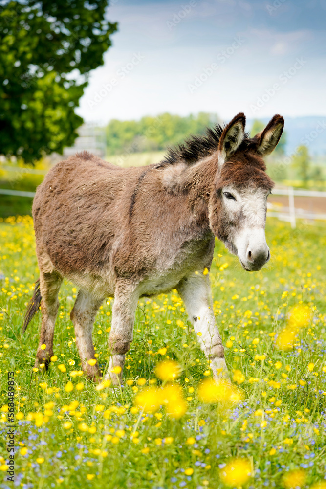 brown grey donkey in front of the camera on a green flower grass ground brown grey donkey in front of the camera on a green flower grass ground