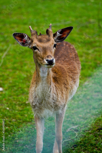 young brown deer standing in the grass and watching the cloudy blue sky