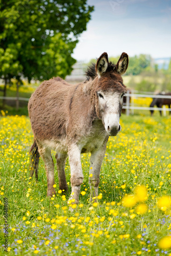 brown grey donkey in front of the camera on a green flower grass ground