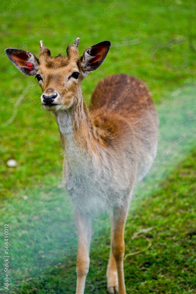 young brown deer smiling while watching the other deers