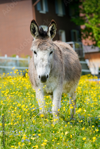 white donkey starring in the camera on a sunny day with a flower grass ground in the background