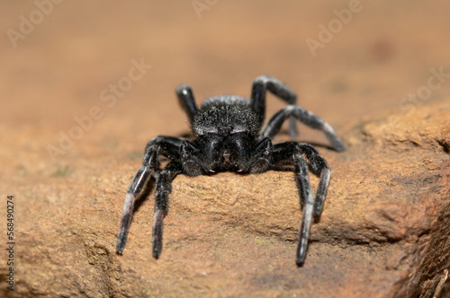 Velvet Spider (Family Eresidae)