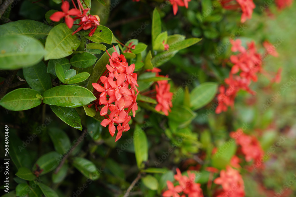 Beautiful red flowers, Asoca, Ashoka, Asoka. Its scientific name is Saraca asoca. Beautiful red flowers, Asoca, Ashoka, Asoka. Its scientific name is Saraca asoca.