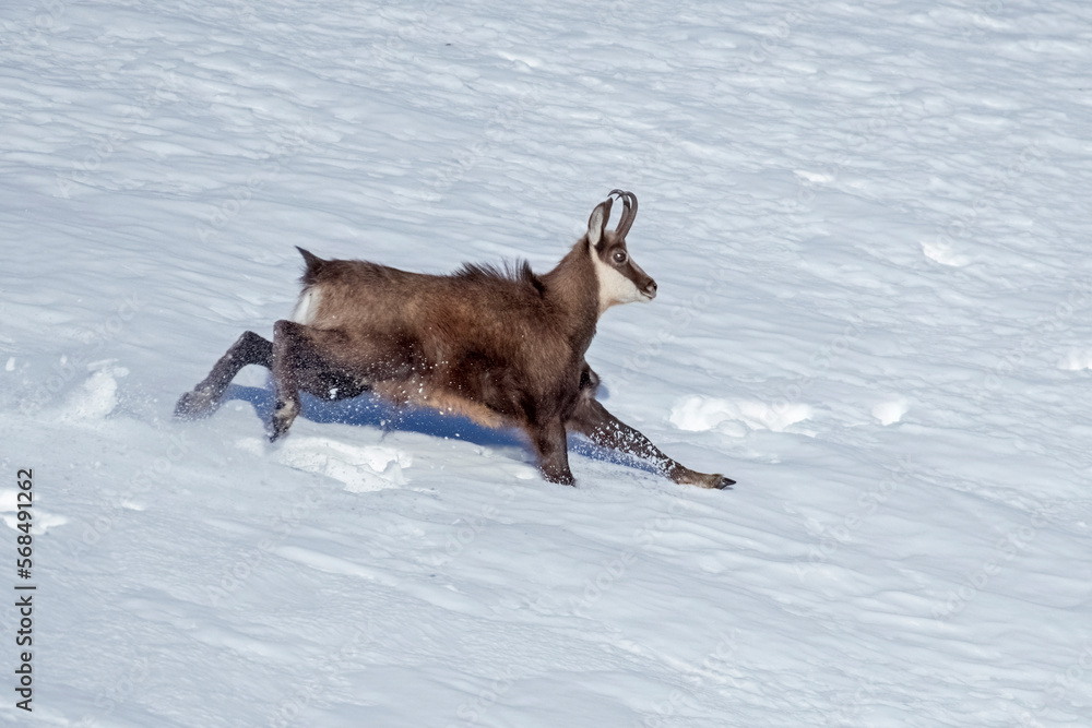 Alpine chamois (Rupicapra rupicapra) running at breakneck speed on snowy slope, Italian Alps, February