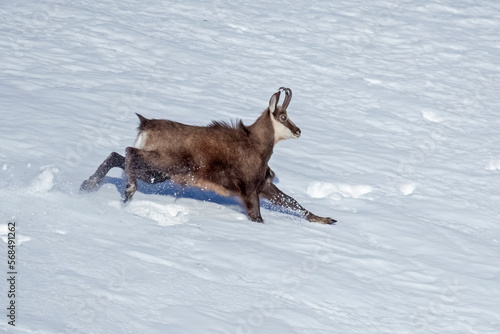 Obraz na płótnie Alpine chamois (Rupicapra rupicapra) running at breakneck speed on snowy slope, Italian Alps, February w salonie
