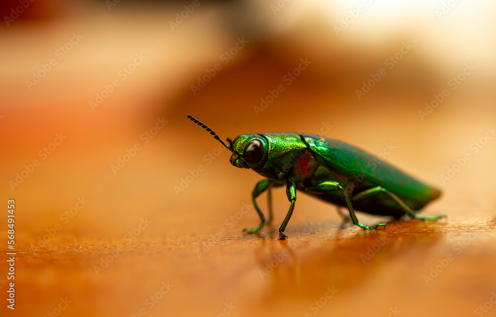 Naklejka premium Close up of Jewel beetle (Chrysochroa fulminans), shallow focus