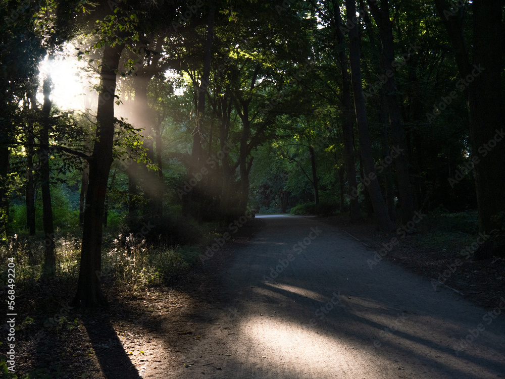 path in the forest - sunlight beam path in the forest - sunlight beam