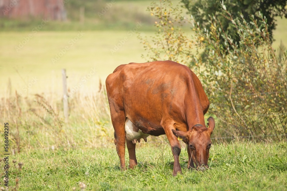 Standing cow grazing on green farm pasture on autumn day in Finland. Standing cow grazing on green farm pasture on autumn day in Finland.