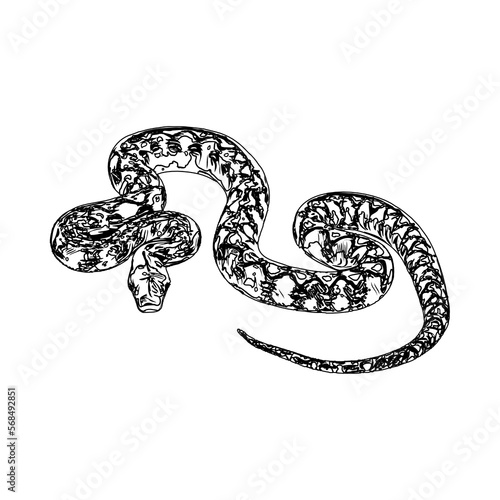 Black and white sketch of a snake with transparent background