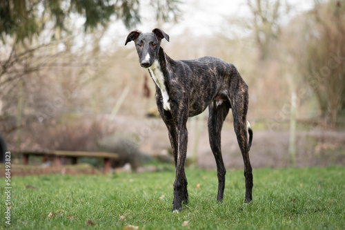 Aufmerksamer gestromter Windhund steht im Garten