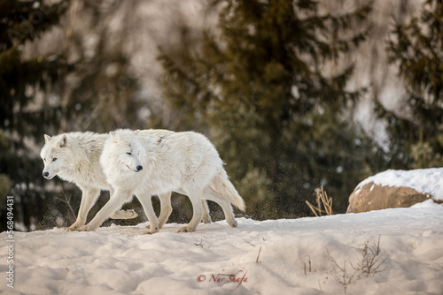 white wolf in the snow