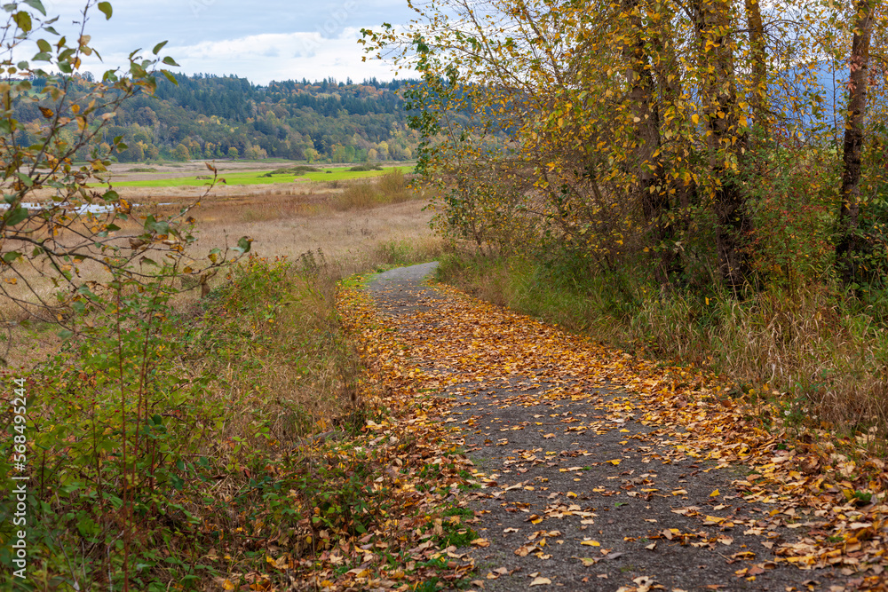 Naklejka premium Fall path in western Washington wildlife refuge