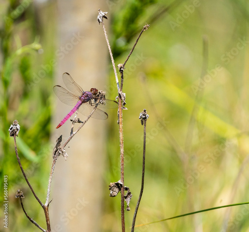 Roseatte skimmer dragonfly landing and resting on plant stem. photo