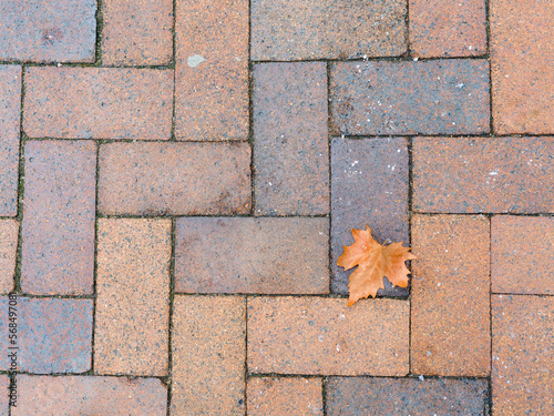Maple leaves on a brick path patterned photo