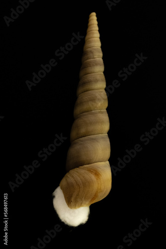 Billede på lærred Close-up Of Seashell Against Black Background