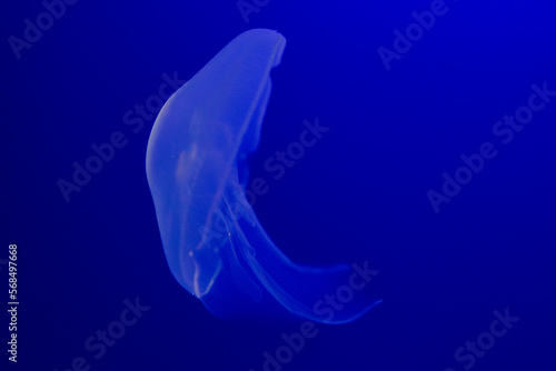 Background Of Beautiful Blue Neon Jellyfish. Aquarium