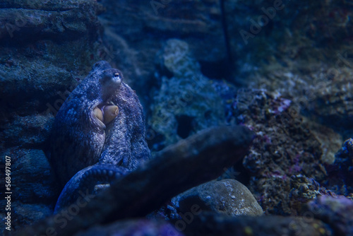 Photography Hidden octopus