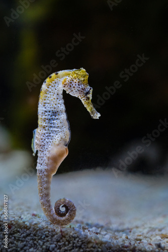 Fotografija hippocampus ingens yellow color
