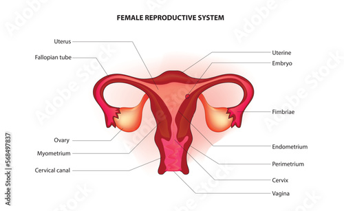Labeled diagram of human reproductive system, internal and external sex organs, he uterus (womb), ovaries, fallopian tubes and vagina, as well as hormones, detailed anatomy, diagram of reproductive sy photo