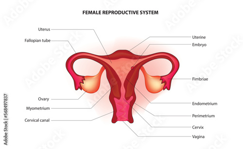 Labeled diagram of human reproductive system, internal and external sex organs, he uterus (womb), ovaries, fallopian tubes and vagina, as well as hormones, detailed anatomy, diagram of reproductive sy
