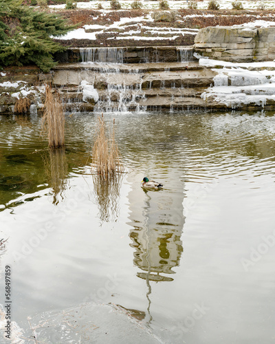 Duck in a pond with waterfall reflection photo