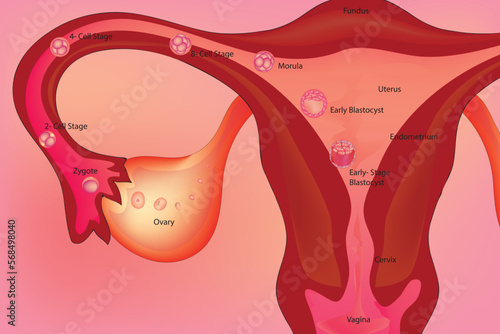 Labeled diagram human embryonic development stages.  1--unicellular, 2--blastomere stage, 3--blastoderm stage, 4--bilaminar stage, 5--trilaminar stage, 6--early somite stages, 7--stage of limb develop
