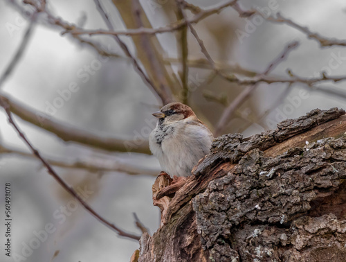 Ein Kleiner Spatz sitz auf einem Baum im Winter